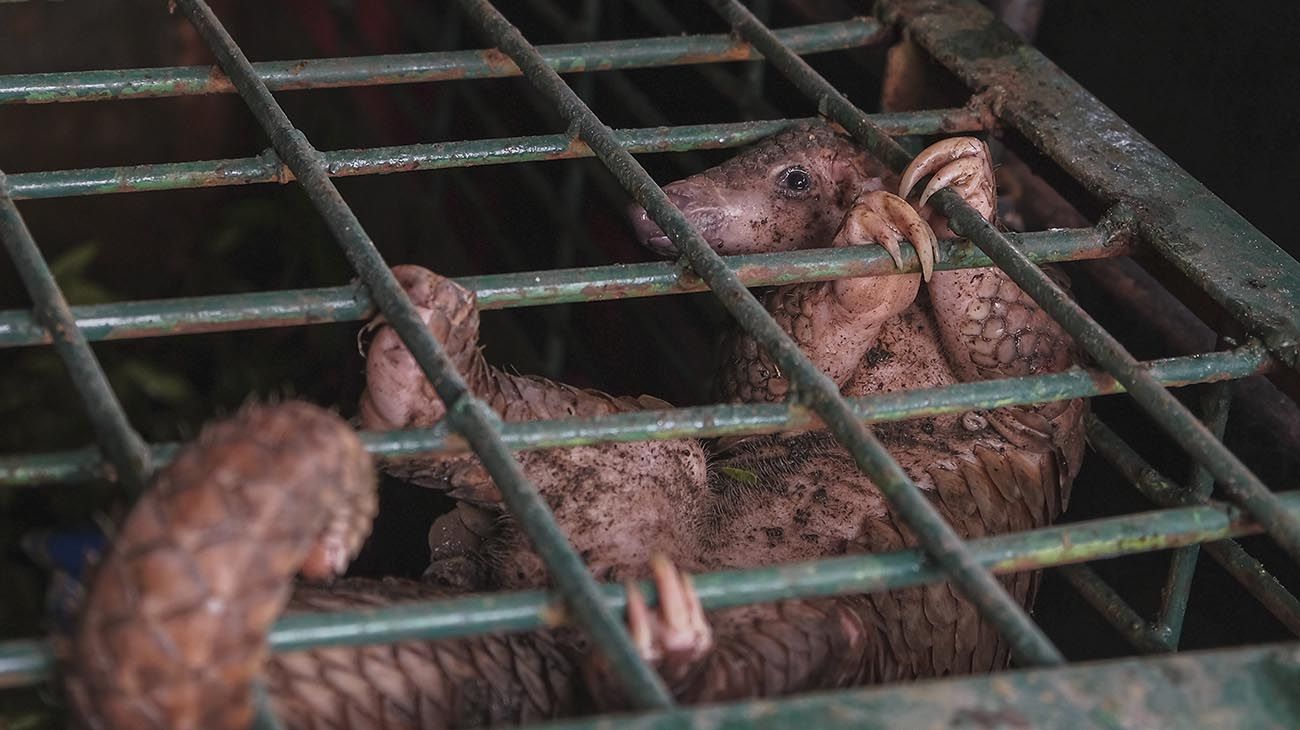 Hàbitos humanos que causan pandemia.