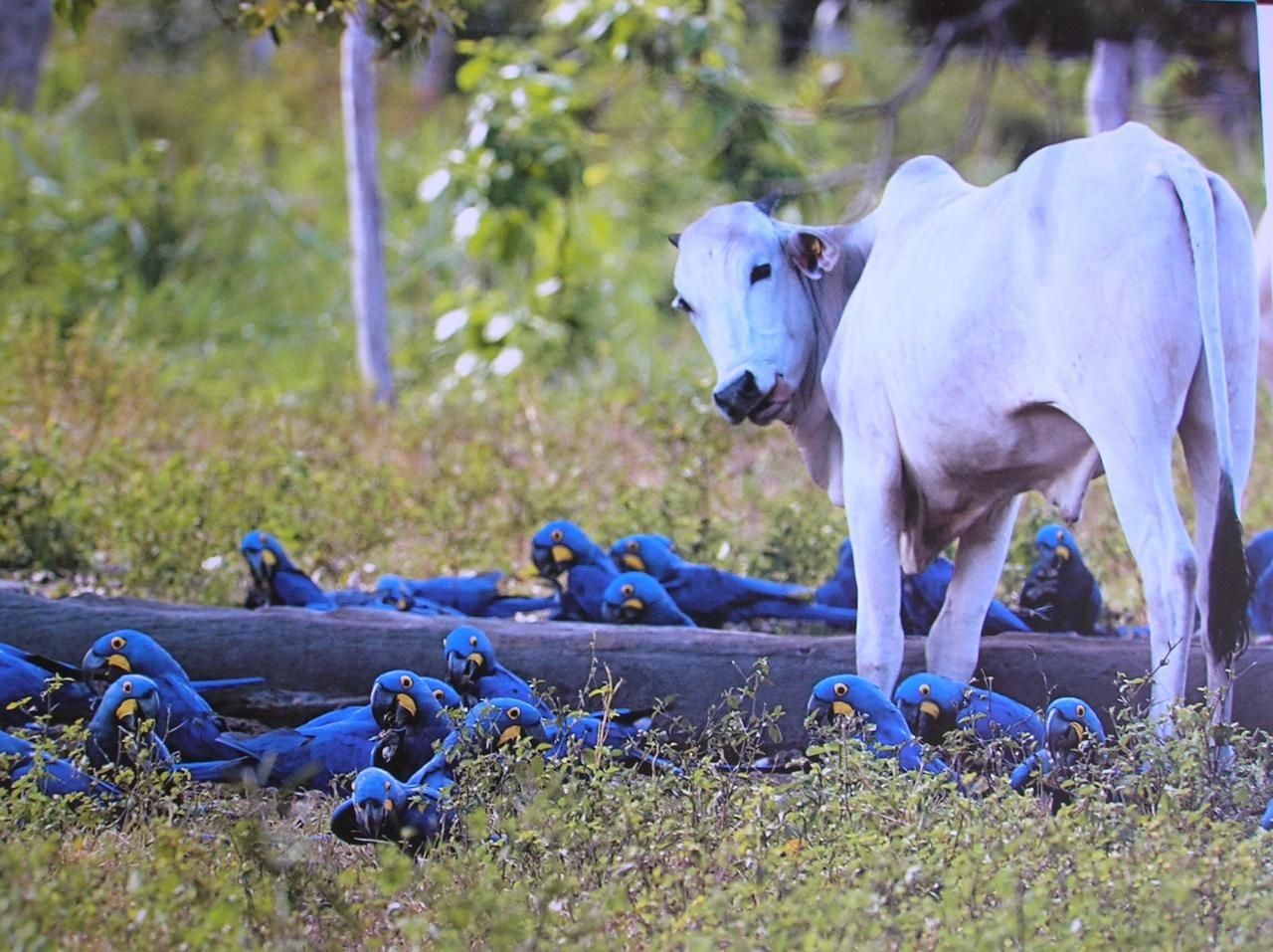 Blue Macaws at a Pantanal Sanctuary