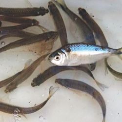 Mojarras vivas y bien oxigendas fueron la mejor opción de carnada.