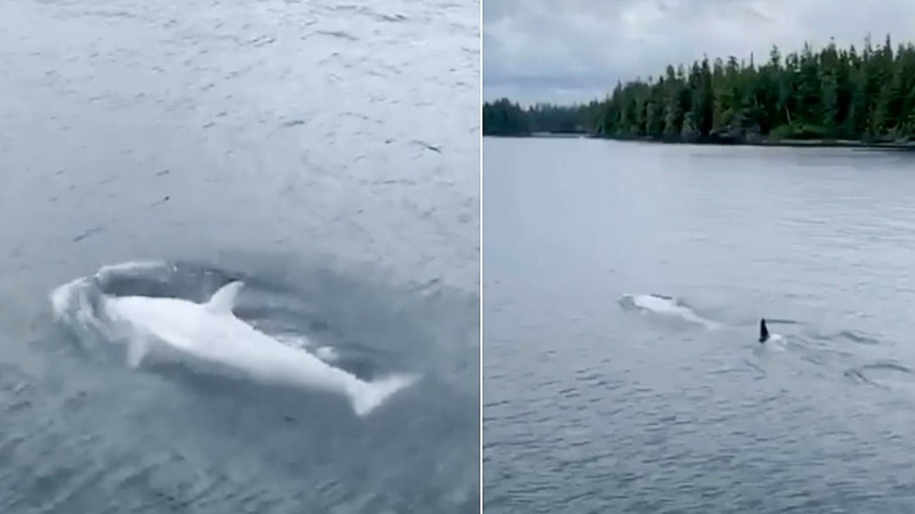 Logran filmar a una extraña orca blanca en las costas de Alaska