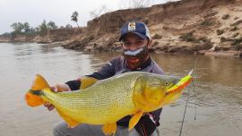 A pesar de la sequía , los incendios y la bajante, los dorados del Paraná siempre están presentes.