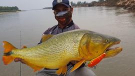 A pesar de la sequía , los incendios y la bajante, los dorados del Paraná siempre están presentes.