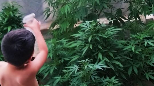 Autismo Cannabis