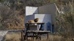 León zoológico Córdoba