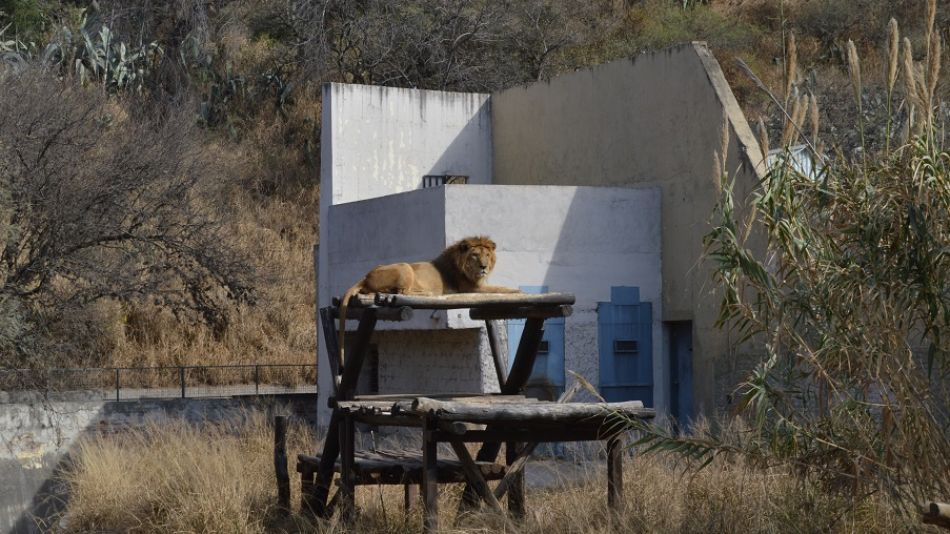León zoológico Córdoba