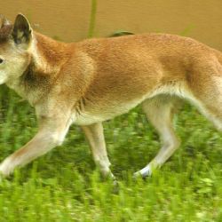 Los investigadores señalan que otra especie, el perro salvaje de las tierras altas, tiene una apariencia física "sorprendentemente similar" a la del perro cantores de Nueva Guinea.
