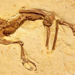 Los restos fósiles de la rana datan del período Cretácico.
