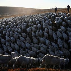 Pastores parados en una colina con ovejas en Prevencheres, sur de Francia, mientras los pastores y criadores de ovejas del grupo pastoril de Finiels descienden uno de los rebaños más grandes del Macizo Central (2.500 ovejas) a Prevencheres después de dos meses de verano. | Foto:Pascal Guyot / AFP