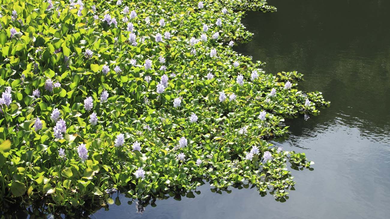 Invasión de Jacintos.