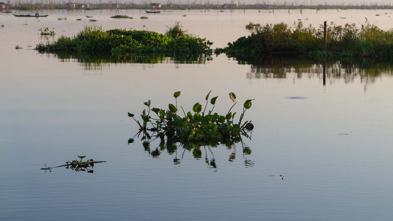 Invasión de Jacintos.