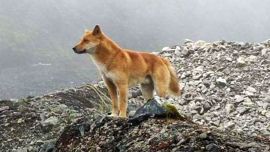 Denominado Canis lupus hallstromi, esta raza se hizo conocida por su especial capacidad de vocalización.