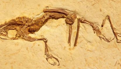 Los restos fósiles de la rana datan del período Cretácico.