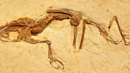Los restos fósiles de la rana datan del período Cretácico.
