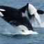 0109_ataque_orcas