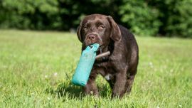 Cuando el perro tenga el juguete en la boca, lo ideal es que la persona se aleje un poco y atraiga al animal. Foto: Benjamin Nolte/dpa