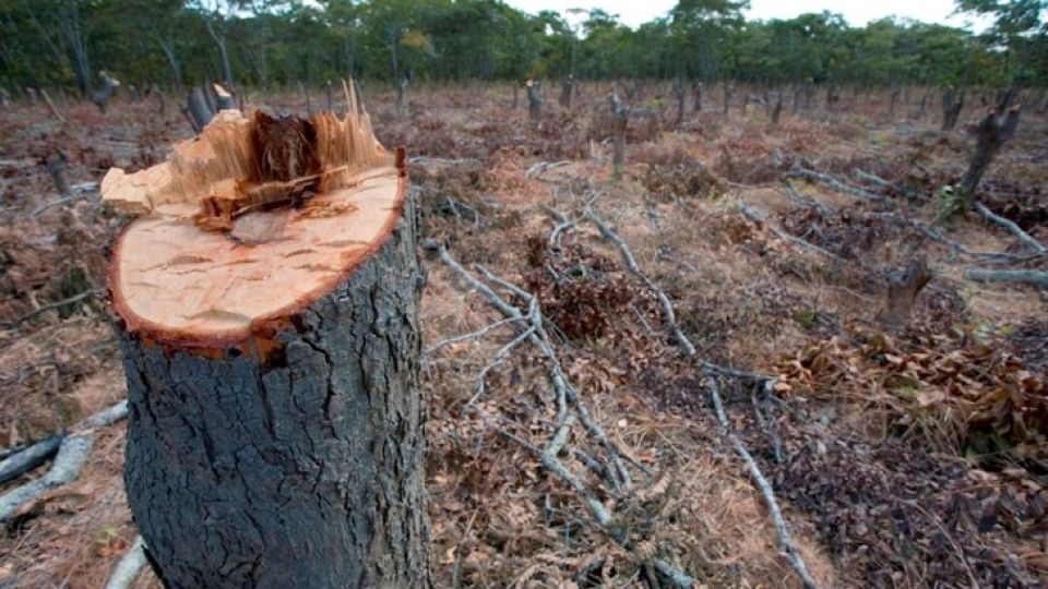 Deforestación