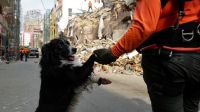 Flash, el perro rescatista chileno en Beirut