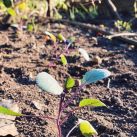 Así es el jardín soñado de la casa de Agustina Cherri 