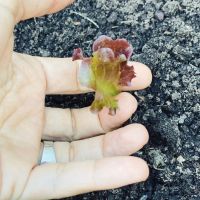 Así es el jardín soñado de la casa de Agustina Cherri