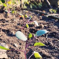 Así es el jardín soñado de la casa de Agustina Cherri