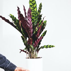 Las búsquedas más populares de plantas en el hogar