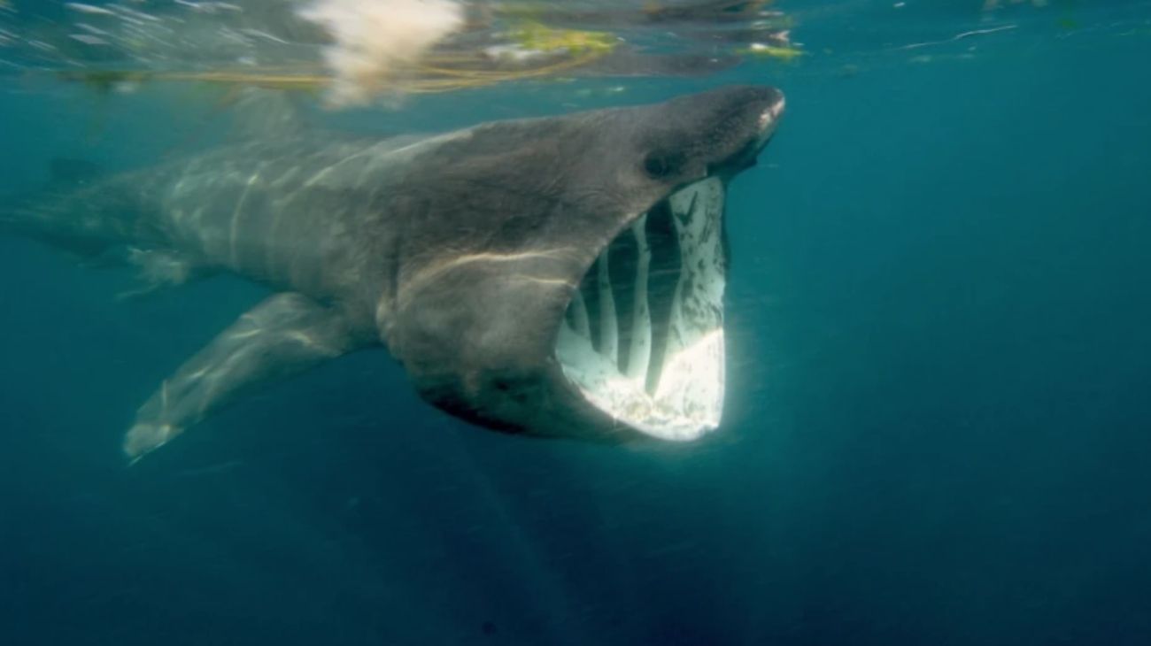 Encuentro cara a cara con un tiburón