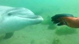 Las autoridades solicitaron no acercarse o tocarlo, pero este curioso ser marino, conocido como Manoliño, tomó la iniciativa.