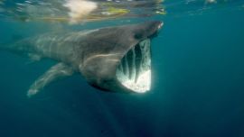 Es el segundo pez más grande del mundo, después del tiburón ballena.