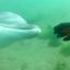 0909_delfin_mariscador
