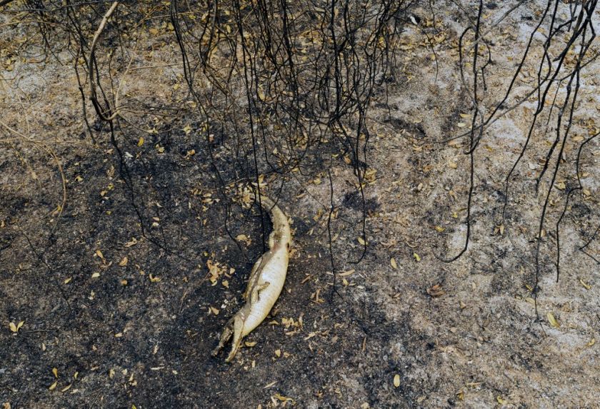 El mundo perdió casi 70 de la fauna salvaje en apenas medio siglo Perfil