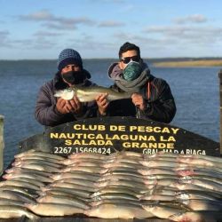 Matungos de 2,050 kh en Madariaga ¡Impresionante!