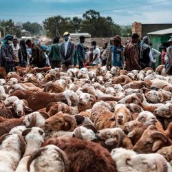 La gente comercia con ovejas en un mercado durante los preparativos para la víspera del Año Nuevo etíope, en la ciudad de Mekele, Etiopía. | Foto:EDUARDO SOTERAS / AFP