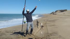 Invasión de pez elefante en Miramar