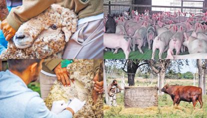 Cuidados. Desde distintos organismos sugieren pensar el vínculo con los animales y el cuidado de las diferentes razas, no solo porcinas, que se utilizan en la alimentación. Cambia la urbanidad y eso altera también la ruralidad y sus prácticas.