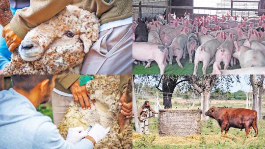 Cuidados. Desde distintos organismos sugieren pensar el vínculo con los animales y el cuidado de las diferentes razas, no solo porcinas, que se utilizan en la alimentación. Cambia la urbanidad y eso altera también la ruralidad y sus prácticas.