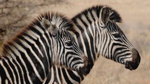 Logran clonar embriones de cebras