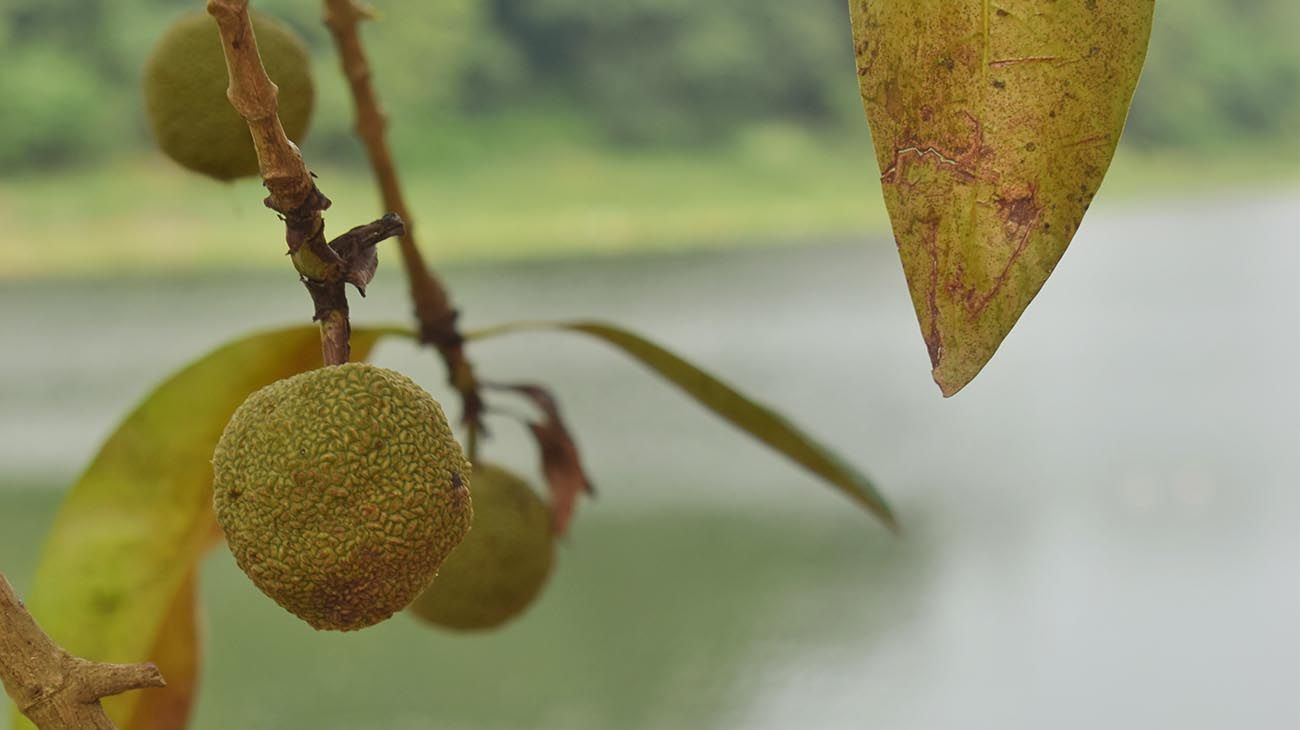 Plantas venenosas