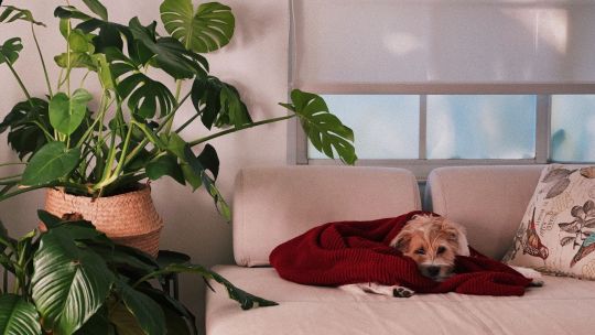 Aumentan las adopciones de perros durante la cuarentena 