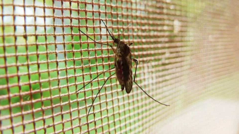 Europa ya registra casos autóctonos de dengue