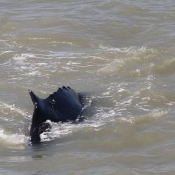 Los expertos están barajando la posibilidad de colocar en el animal un dispositivo de rastreo. 