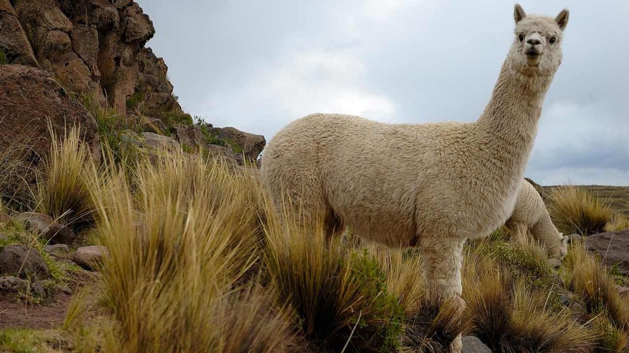 Coronavirus: la alpaca podría ser clave en la lucha contra la pandemia ...