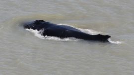 La ballena, que emigraba hacia la Antártida junto a dos compañeras, terminó varada en un río australiano.