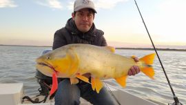 Goya volvió a fase 5 con grandes capturas de dorados y surubíes