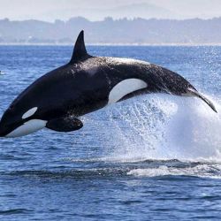 Es probable que los ataques sean simplemente un juego por parte de las orcas.