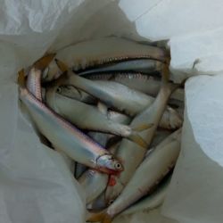 Las sardinas son la vedette de los muelles del Guazú en estos días.