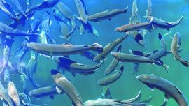 El plan busca potenciar en la región la industria de la cría de truchas para competir con las chilenas.