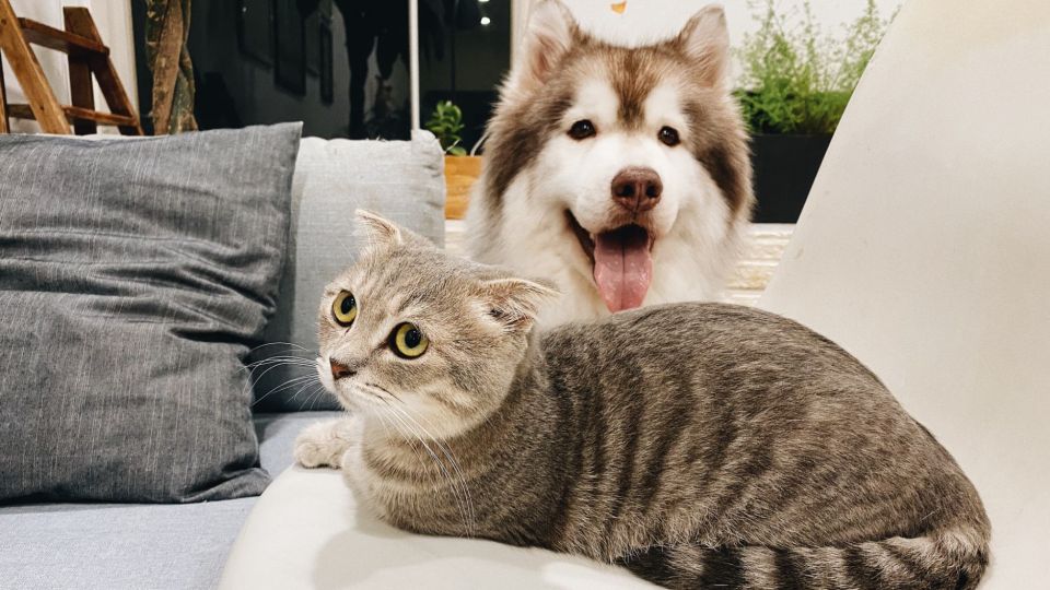Las mascotas ideales para la familia.