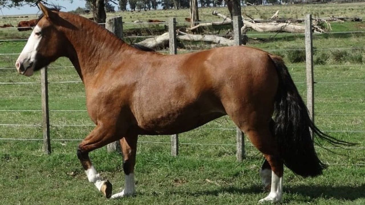 Alerta en la industria equina por un virus que mató a dos caballos | Perfil