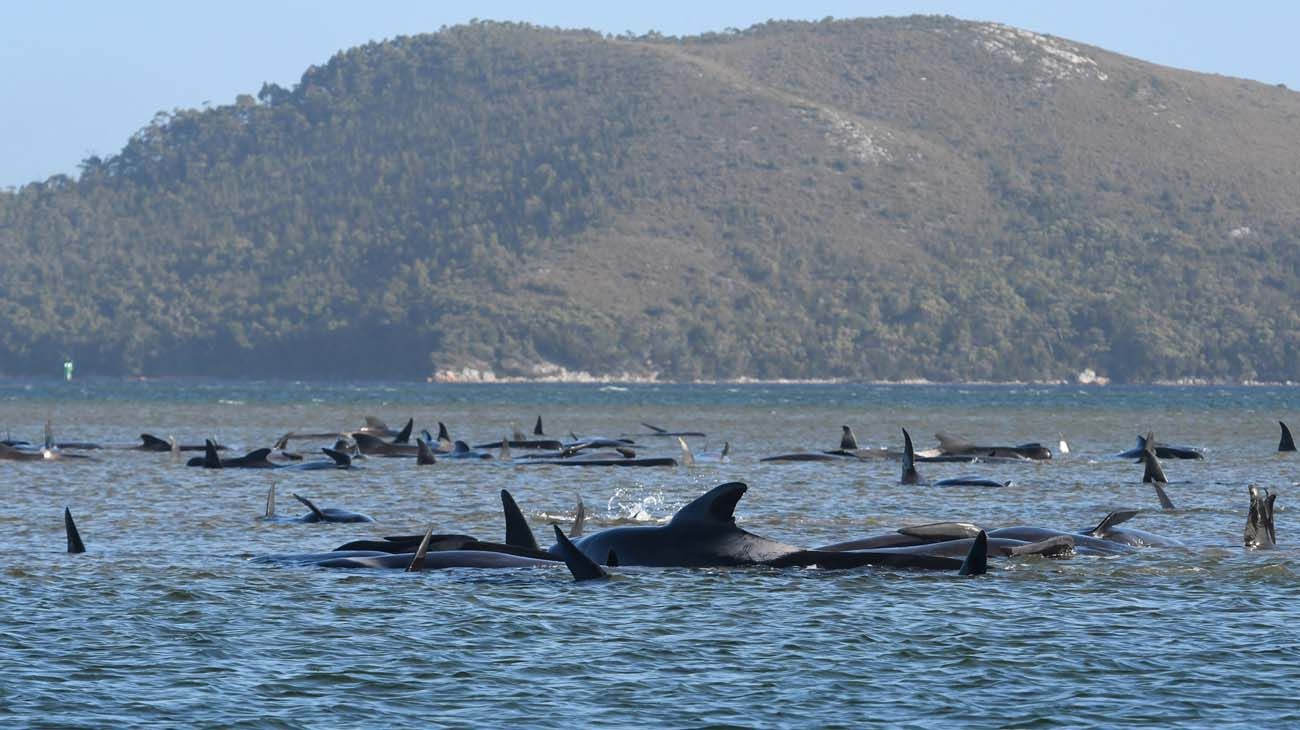 200 ballenas varadas en Asutralia.