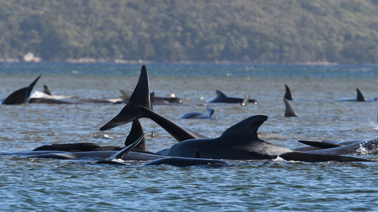 200 ballenas varadas en Asutralia.